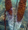 Abnormal sea temperatures not only affect corals, but also affect other reef organisms like these sponges.