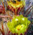 By harassing bees and other flower visitors, invasive Argentine ants prevent insects from pollinating the flowers of this Californian cactus (<i>Ferocactus viridescens</i>), which is now endangered.