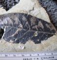 This is an ancient leaf fossil discovered in Africa by a team of scientists that included paleobotanist Bonnie Jacobs from SMU in Dallas.