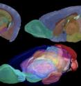 All the MR data are isotropic. Thus, there is no loss of resolution between the topleft
coronal plane and the sagittal plane shown by the image on the top right. The
color labels superimposed in Waxholm Space show the 3-D juxtaposition of structure
in the volume-rendered bottom image. Codes to the colors are provided by the
system.