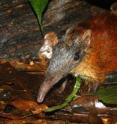 The gray-faced sengi (<I>Rhynchocyon udzungwensis</I>) is known to exist in only two populations that cover about 300 square kilometers (115 square miles) of forest in Tanzania, in the Udzungwa Mountains. It was described in 2008 by California Academy of Sciences mammalogists Dr. Galen Rathbun. This charismatic mammal is just one of many species in need of protection in the Udzungwa Mountains, which serve as an important dry-season refuge for many animals from adjacent areas. A recent survey suggests that the few remaining wildlife corridors linking the mountains to surrounding protected areas are critically threatened, and will be lost imminently without intervention.