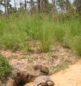 Gopher tortoises are federally listed as a threatened species in the western part of their range and prefer open-canopied longleaf pine forests, which now cover only two percent of their historic range.