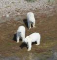 These are three polar bears near Hudson Bay.