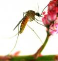 This is an <i>Anopheles gambiae</i> mosquito on a leaf with colored drops of ATSB, the toxic material that has been shown to be effective in eliminating these mosquitoes.