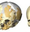 The brains of Neanderthals and modern humans are very similar at the time of birth. A reconstruction of a Neanderthal baby is compared to a modern human newborn. While the face of the Neanderthal is already larger than in a modern human at the time of birth, their brain shapes and volumes are very similar. Internal casts of brain cavities of skulls (Neanderthal: red; modern humans: blue) provide information about the relative size and form of the brain.