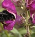 This is a bee on a snapdragon flower.