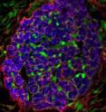 The origin of cells associated with nerve repair has been discovered. The findings could one day lead to improved treatment of spinal cord injuries.