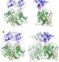 This protein structure shows two views of the CBS protein that's involved in production of hydrogen sulfide for cell signaling. In A), the individual protein is shown; in B) two CBS proteins are shown bound in a "dimer" formation found in nature.