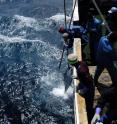 A tuna is landed by a longline vessel in South African waters.