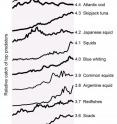 If humans were fishing down the marine food web then catches of top predators, at trophic levels 3.5 and above, would be decreasing. But catches at those levels have generally increased according to newly compiled information.  Named next to each trophic level is the species most often caught, for example bigeye tuna is the most often caught fish at level 4.5. The wider the line, the more fish are being caught at that trophic level.