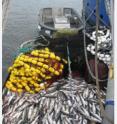 A load of salmon from Prince William Sound, Alaska, awaits delivery to a fish tender.