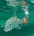 Since 2003, Dr. Jerry Ault of the University of Miami, in collaboration with Bonefish & Tarpon Trust, and the Florida Keys Fishing Guides Associations has conducted annual census counts to measure trends in bonefish populations.  Bonefish are a good indicator of overall ecosystem health, and initial results this  year show their numbers are trending downward.