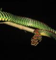 This is the flying snake <I>Chrysopelea paradisi.</I>