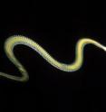 This is the flying snake <I>Chrysopelea paradisi.</I>