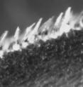 This image is of the mako scales from a sample on the side of the shark. The scales in the foreground have been manually bristled and measure approximately 0.2 mm in length.