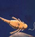 This is a reconstruction of eurypterid (sea scorpion) chasing a condont (early vertebrate). The Soom Shale is one of only two deposits world-wide that preserves complete conodont animals including their muscles, eyes and notochord (stiffening rod). Conodonts are some of our earliest vertebrate ancestors.