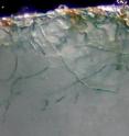 Blue-green filaments of cyanobacteria bore into a chip of crystalline calcite.