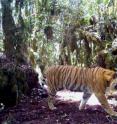 Tigers are able to live in a wide range of habitats. A male tiger photographed by a camera trap in montane forest habitat within the Leuser Ecosystem, North Sumatra Province, Sumatra. In this region, tiger signs were discovered at up to 3.200m asl by WCS survey teams.