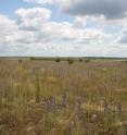 Researchers from the Technische Universitaet Muenchen and other
institutions are studying the development of a fledgling ecosystem at a
site called Huehnerwasser or "Chicken Creek." In a former open&#8209;pit coal
mining area of Brandenburg, Germany, scientists partitioned off a surface
of six hectares and left nature to its own resources. They are closely
observing soil, flora, and fauna to determine what factors have a
particularly strong influence on developing ecosystems.