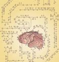 Bioengineers from the University of California, San Diego developed an explanation for why some types of neurons die sooner than others in the brains of people with Alzheimer’s disease. These insights, published in the journal <i>Nature Biotechnology</i> on Nov. 21, come from detailed models of brain energy metabolism developed in the Department of Bioengineering at the UC San Diego Jacobs School of Engineering. The Alzheimer’s insights demonstrate how fundamental insights on human metabolism can be gleaned from computer models that incorporate large genomic and proteomic data sets with information from biochemical studies. UC San Diego bioengineering professor Bernhard Palsson and his students and collaborators first developed this “in silico” modeling approach for E. coli and other prokaryotes, and later extended it to human tissues.