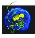 Small molecules for metal-amyloid species in the brain.