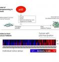 The tumor suppressor p53 prevents established cancer cells from sliding toward a more aggressive, stem-like state.