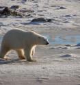 A female polar bear walks in the tidal area along Canada’s Hudson Bay in autumn 2010, waiting for ice to form.