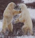 Two male polar bears playfully spar near Hudson Bay, where sea ice melts in the summer and then reforms in the autumn. The bears need the ice in late summer and fall to be able to reach their prey, primarily seals.