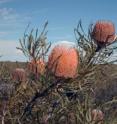 These are protoaceae plants <i>banksia menziesii</i> (firewood banksia) in Australia.