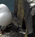 This is a kittiwake on the Isle of May, NNR, Scotland.