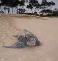 This is a leatherback turtle on a beach in the South Atlantic.