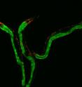 Disturbing mitochondrial function in intestine (shown in green) or nerve cells (shown in red) extends lifespan in roundworms.