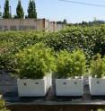 The seedlings on the left were exposed to typical current winter conditions. The seedlings on the right were exposed to much warmer conditions, resulting in delayed bud burst.