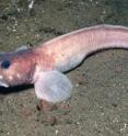 The researchers traced the evolution of a gene in the Antarctic eelpout (<i>Lycodichthys dearborni</i>) that enables it to survive in the icy waters of the Southern Ocean.