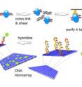 In a chIP experiment, antibodies to proteins bearing particular epigenetic marks are used to fish them out of the cell. The chemical formaldehyde binds proteins (blue pods) to neighboring DNA (top left). The cells are then broken open and the DNA is cut into fragments. Antibodies (yellow Ys) specific to the proteins then grab the protein-DNA complexes and affix them to a solid surface (top right). The proteins are discarded and the double-stranded DNA molecule is unzipped and each half is tagged with a fluorescent molecule (green ball). The tagged DNA fragments are then poured over a DNA microarray which holds single-stranded fragments of fruit fly DNA. Whenever a labeled fragment finds a matching fragment on the array, the two fragments zip together. The labeled fragments glow under fluorescent light (bottom left). The light signal is captured by a camera, and converted to numerical values that can be analyzed by a computer.