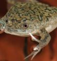 This is a specimen of the South African clawed frog (<i>Xenopus laevis</i>), that zoologists at Jena University are doing research on.