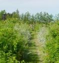 This photo shows IFP Apple trees in the foreground and far background, and OFP trees with kaolin clay treatment in the center.