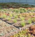 This is a view of a green roof module planted with blue grama grass in the first season of the trials.