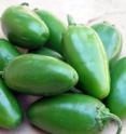 The new jalapeno variety is medium hot with large fruit.