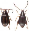 <I>Arsipoda geographica</I> and <I>Arsipoda rostrata</I> are the two new beetle species discovered
in New Caledonia.