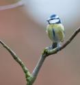 Blue tits (<i>Cyanistes caeruleus ogliastrae</i>) are from the French island of Corsica.