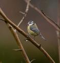 Blue tits (<i>Cyanistes caeruleus ogliastrae</i>) are from the French island of Corsica.