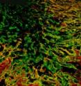The scar tissue creates a barrier for growing nerve cells in spinal cord injuries. Scientists have now found a way to render this cell wall more permeable for regenerating nerve cells.