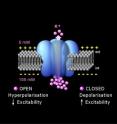 The TREK1 ion channel (blue) controls the passage of potassium ions (pink) through the plasma membrane (grey) of neurons, which sets neuron excitability.