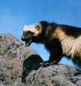 Wolverines may cross a snowless landscape, if global warming continues unabated.