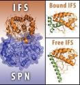 The <I>Streptococcus pyogenes</I> toxin SPN (shown in purple) is inhibited by the antitoxin IFS (left, shown in orange). IFS blocks the active site of SPN and prevents NAD+ from binding. When bound to SPN, one end of IFS is folded into a compact form (upper right, shown in green). Alone, the same end of IFS extends straight out (lower right, shown in green). Forcing IFS to stay in this free state would release the SPN toxin to attack the bacteria themselves.