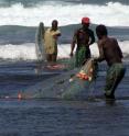 A comparative study of Kenya’s coastal reef fisheries by the Wildlife Conservation Society and James Cook University found that sites with fishing regulations and effective enforcement had a greater diversity of predatory fish species than unregulated sites.