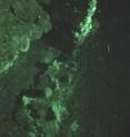 Previously unknown deep-sea volcanic vents have been discovered in the Southern Ocean.