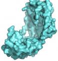 A cradle-shaped molecular assistant called Spy aids in protein refolding and
protects unstable proteins from being cut up or sticking to other proteins.