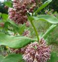 This is a common milkweed (<i>Asclepias syriaca</i>) in flower.